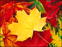 A Perfect Maple Leaf